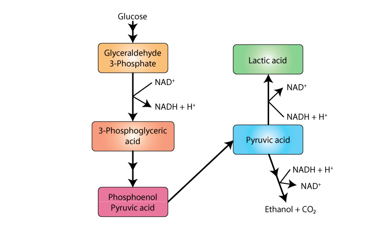 fermentation process